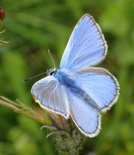 Réf. 210 940 : Polyommatus icarus